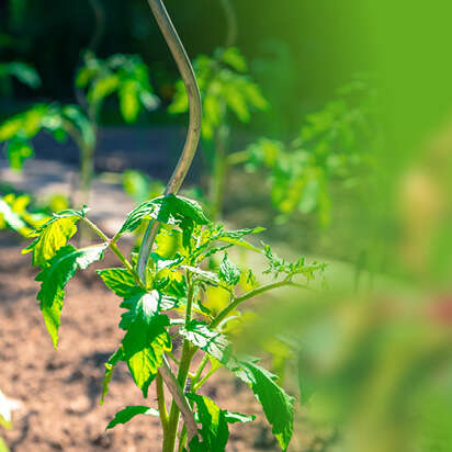 pflanzenstuetze pflanzenbinder bubblenavibild